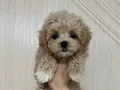 KAHVE TONLU MALTİPOO CİNSİ YAVRULAR 