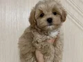 KAHVE TONLU MALTİPOO CİNSİ YAVRULAR 