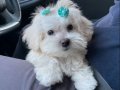 KAR BEYAZ MALTESE TERRİER CİNSLERİ 