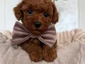 TOY POODLE SEVİMLİ YAVRULAR 