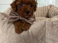 TOY POODLE SEVİMLİ YAVRULAR 