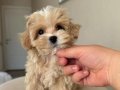 MALTİPOO CİNSİ YAVRULAR EV 