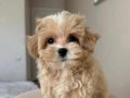 MALTİPOO CİNSİ YAVRULAR EV 