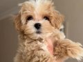 MALTİPOO CİNSİ YAVRULAR EV 