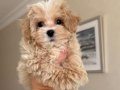 MALTİPOO CİNSİ YAVRULAR EV 
