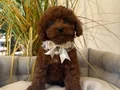 TOY POODLE SEVİMLİ YAVRULAR 