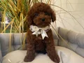 TOY POODLE SEVİMLİ YAVRULAR 