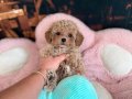 MALTİPOO CİNSİ YAVRULAR 