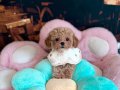 MALTİPOO CİNSİ YAVRULAR 