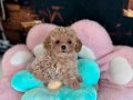 MALTİPOO CİNSİ YAVRULAR 
