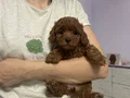TOY POODLE SEVİMLİ YAVRULAR 