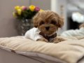 KIPKIRMIZI RED TOY POODLE SEVİMLİ YAVRULAR 