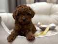 KIPKIRMIZI RED TOY POODLE SEVİMLİ YAVRULAR 