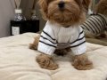 KIPKIRMIZI RED TOY POODLE SEVİMLİ YAVRULAR 