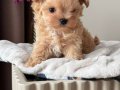 KAHVE TONLU MALTİPOO CİNSİ YAVRULAR 