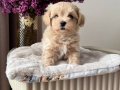 KAHVE TONLU MALTİPOO CİNSİ YAVRULAR 