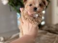 KAHVE TONLU MALTİPOO CİNSİ YAVRULAR 
