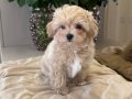 KAHVE TONLU MALTİPOO CİNSİ YAVRULAR 