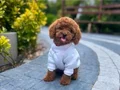 KIPKIRMIZI RED TOY POODLE 