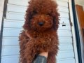 KIPKIRMIZI RED TOY POODLE 