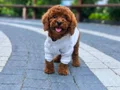KIPKIRMIZI RED TOY POODLE 