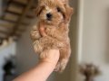 MALTİPOO CİNSİ YAVRULAR 