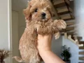 MALTİPOO CİNSİ YAVRULAR 