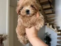 MALTİPOO CİNSİ YAVRULAR 