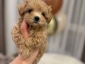 MALTİPOO CİNSİ YAVRULAR 