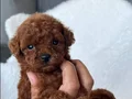 TOY POODLE SEVİMLİ YAVRULAR 