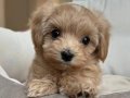 MALTİPOO CİNSİ YAVRULAR 