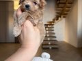 MALTİPOO CİNSİ YAVRULAR 