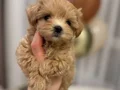 MALTİPOO CİNSİ YAVRULAR 