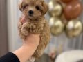 MALTİPOO CİNSİ YAVRULAR 