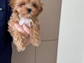 MALTİPOO CİNSİ YAVRULAR 