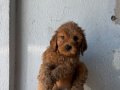 KIPKIRMIZI RED TOY POODLE 