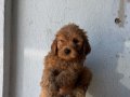 KIPKIRMIZI RED TOY POODLE 