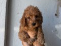 KIPKIRMIZI RED TOY POODLE 
