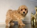 MALTİPOO CİNSİ YAVRULAR 