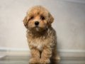 MALTİPOO CİNSİ YAVRULAR 