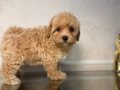 MALTİPOO CİNSİ YAVRULAR 