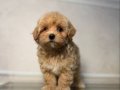 MALTİPOO CİNSİ YAVRULAR 