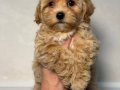 MALTİPOO CİNSİ YAVRULAR 