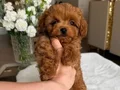 TOY POODLE SEVİMLİ YAVRULAR 