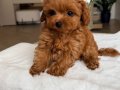 TOY POODLE SEVİMLİ YAVRULAR 