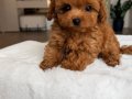 TOY POODLE SEVİMLİ YAVRULAR 