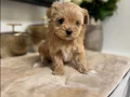 TOY POODLE SEVİMLİ YAVRULAR 
