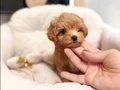 TOY POODLE SEVİMLİ YAVRULAR 