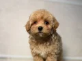 MALTİPOO CİNSİ YAVRULAR 