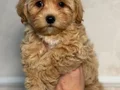 MALTİPOO CİNSİ YAVRULAR 